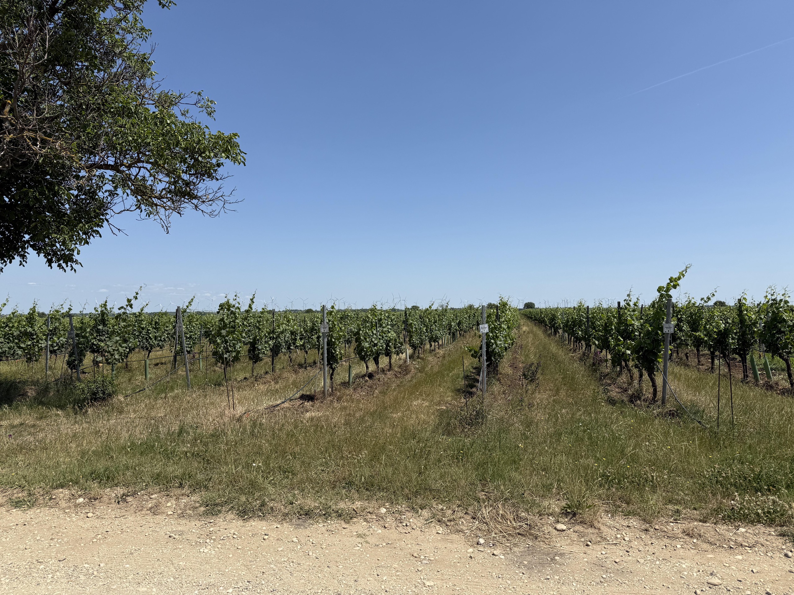 Mönchhofer Wiesacker 2