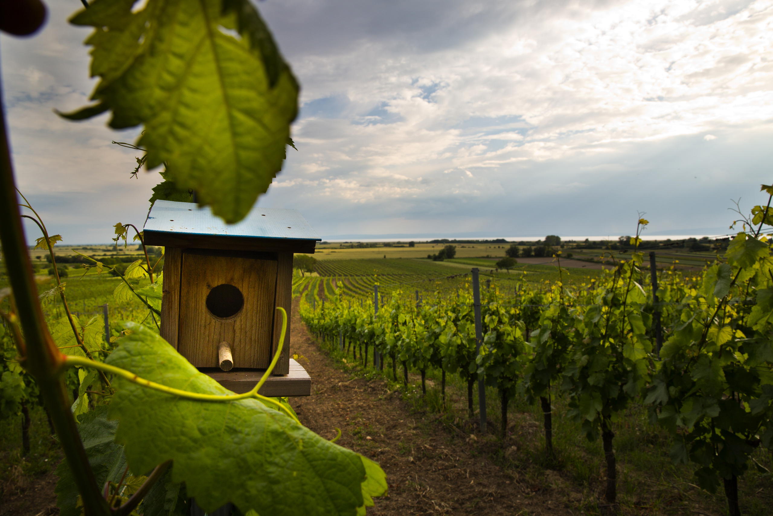 Ungerberg2-Frühling_credit-helmreich 2