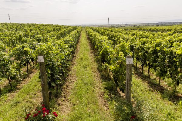 Altenberg1-credits-roland-unger 5