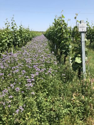 Spiegel 2_Phaselia 2