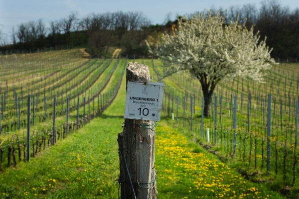 Ungerberg-mit-Baum-Frühling-credit-helmreich 2