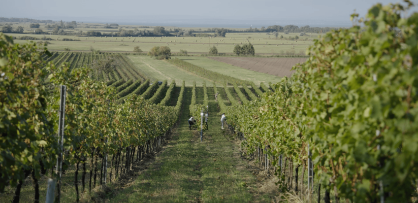 Weingarten Richtung See 3