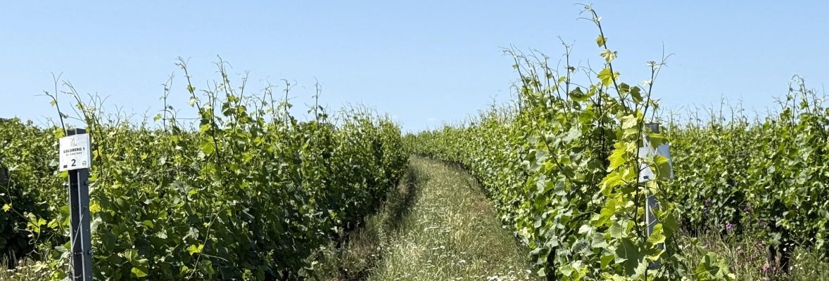 Zwickelacker-Goldberg_Panorama 2